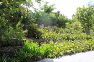 Landscape terracing with mass planting of Coccoloba uvifera (Seagrape)