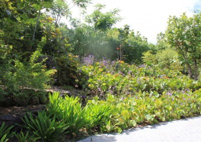 Landscape terracing with mass planting of Coccoloba uvifera (Seagrape)