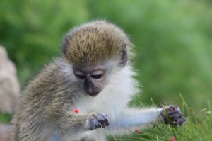 Baby monkey eating firecracker blossom on the step walls