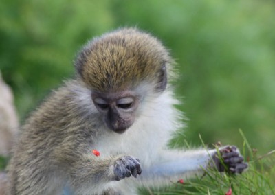 Baby monkey eating firecracker blossom on the step walls