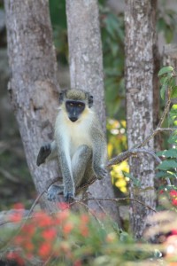 A monkey relaxing on our Coccoloba trees
