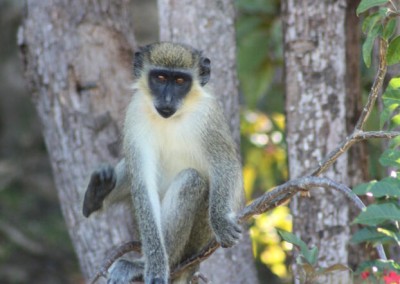 A monkey relaxing on our Coccoloba trees