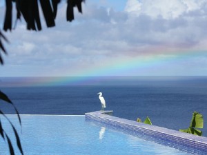 A heron at Coccoloba villa on Nevis, West Indies